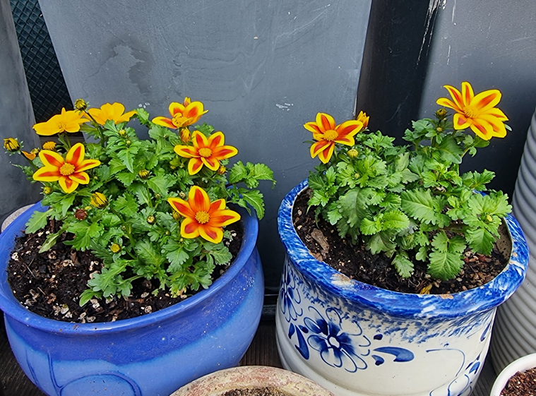 [누군가의 사는 이야기1] 나의 정원